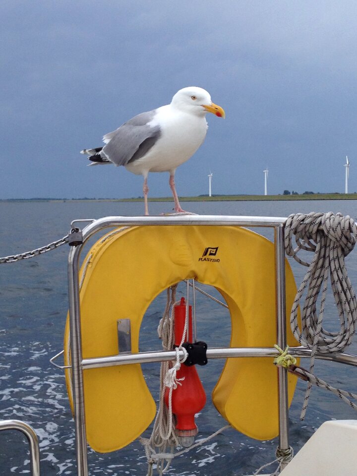 Water sailboat