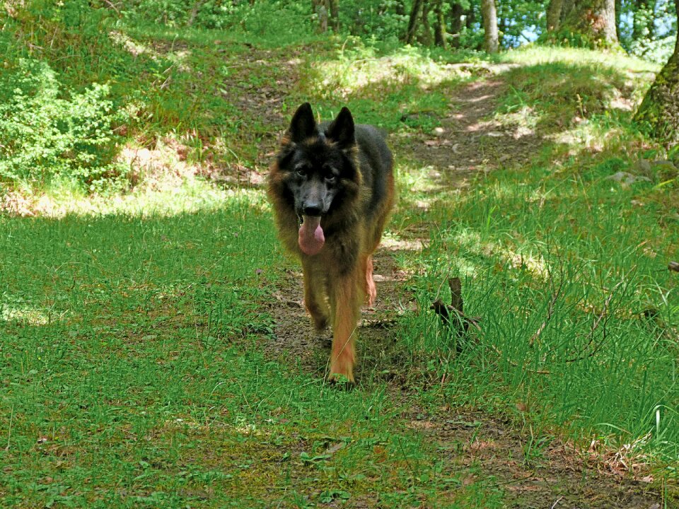 Young watchdog animals