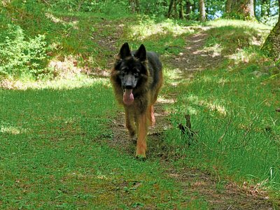 Young watchdog animals