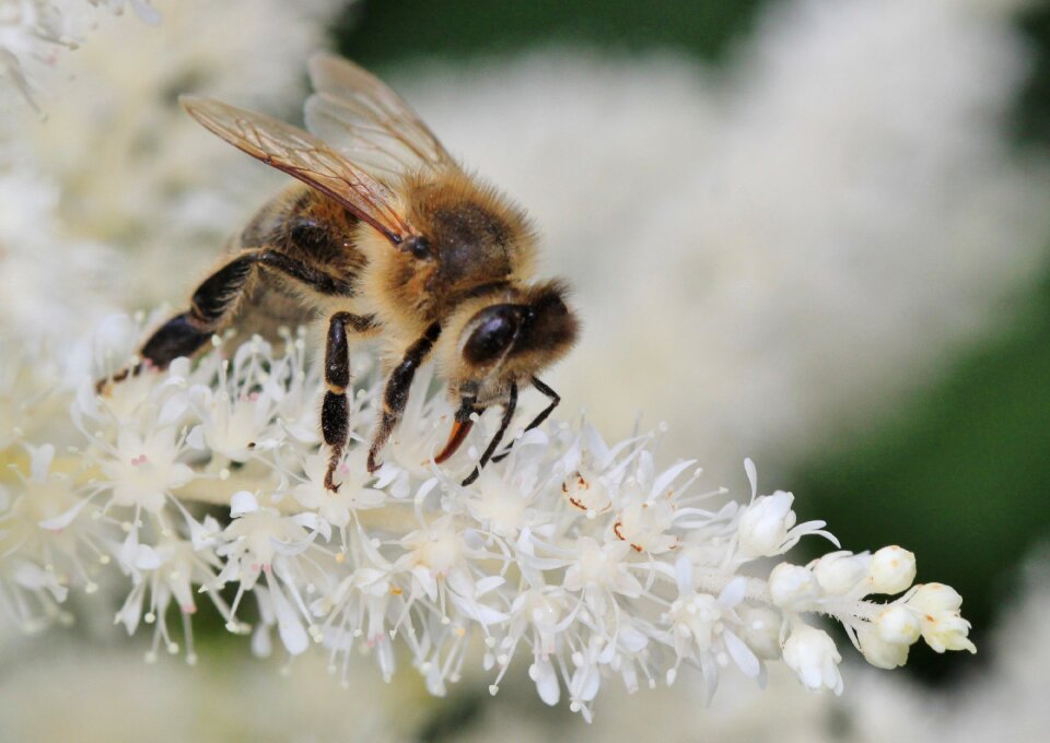 Blossom bloom pollen