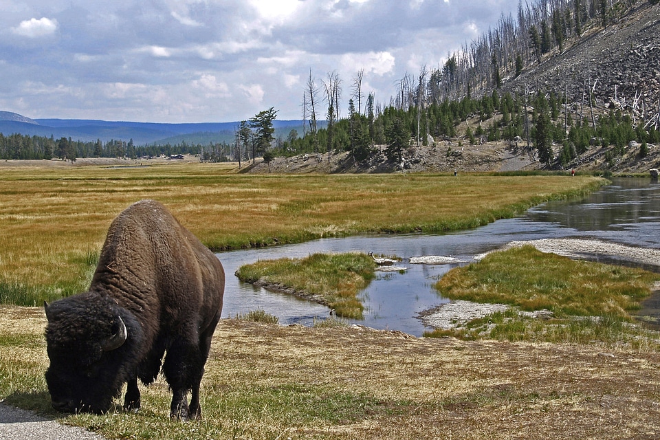 Yellowston national park wyoming usa
