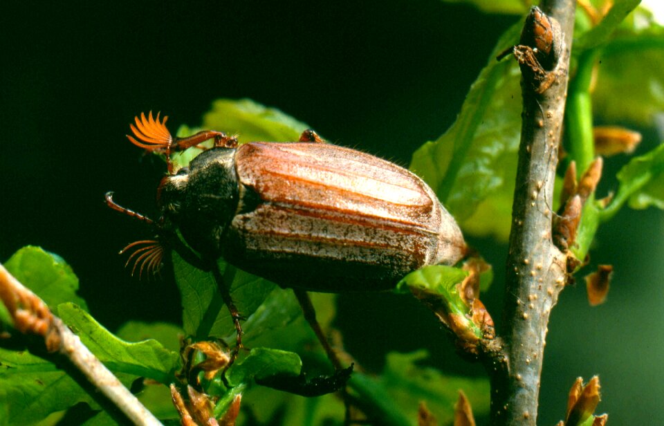Maikäfer beetle insect