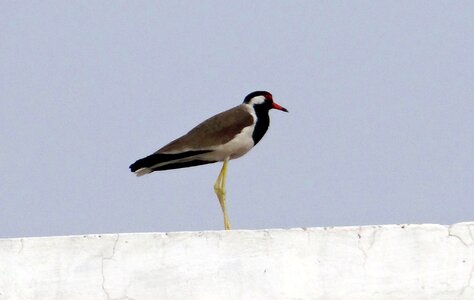 Plover wader bird