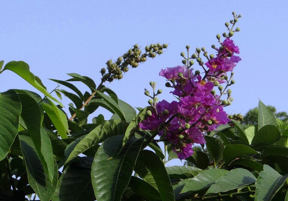 Jarul flower india