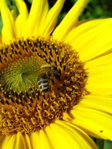 Nectar insect busy bee photo