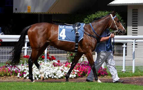 Rider track thoroughbred
