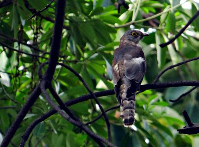 Bird hierococcyx varius ghaziabad photo