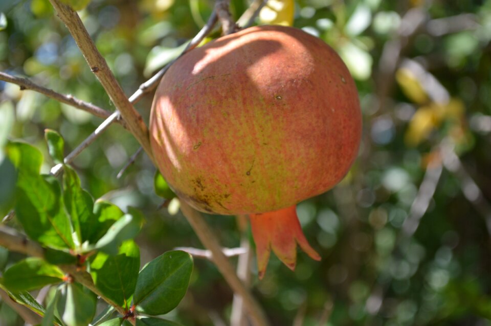 Nature fruit tree orchard