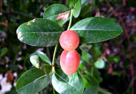 Berry fruit ripe