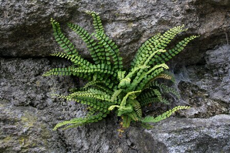 Wall green plant photo