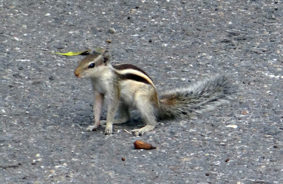 Rodent squirrel sciuridae