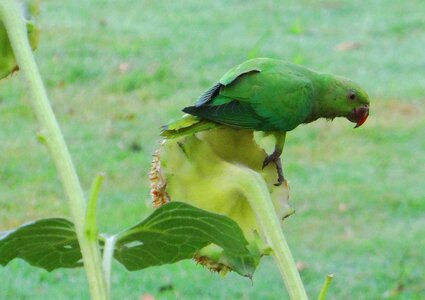 Female parrot bird