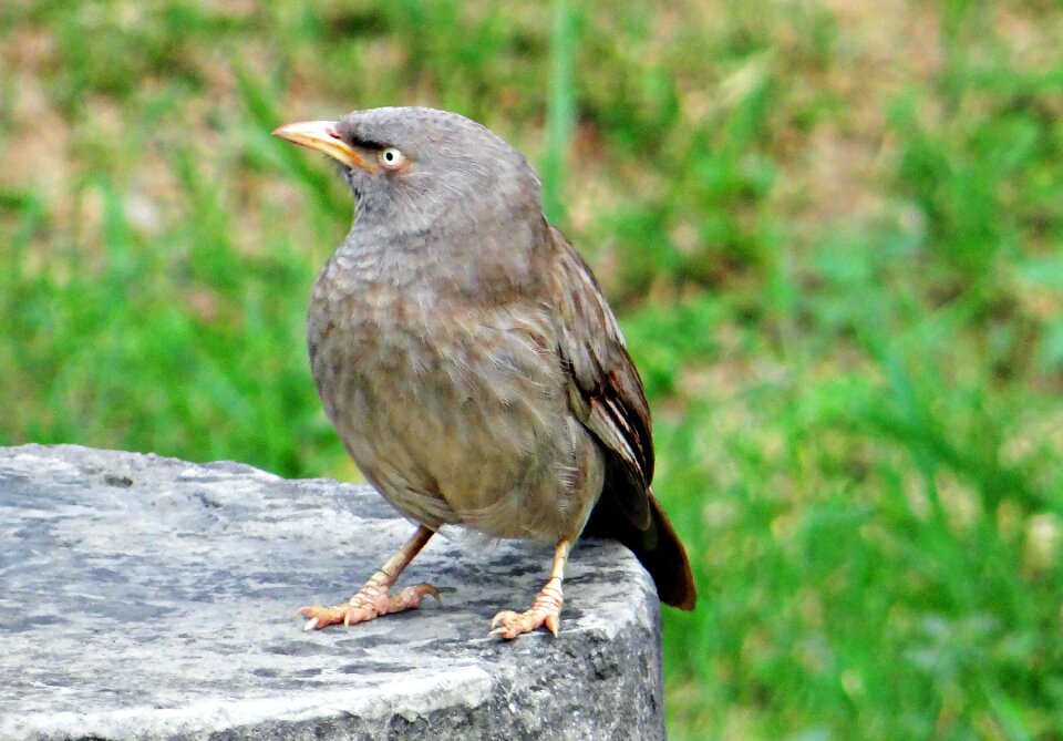 Babbler leiothrichidae india