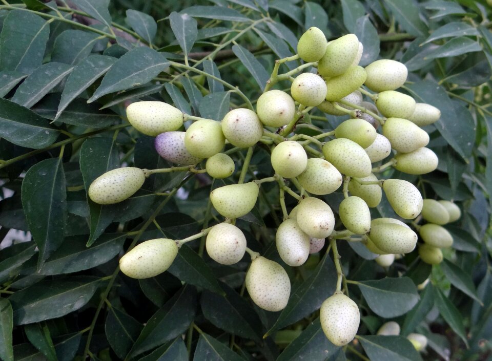 Murraya koenigii tree rutaceae