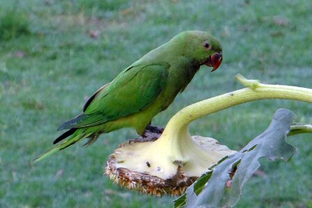 Parrot bird india photo
