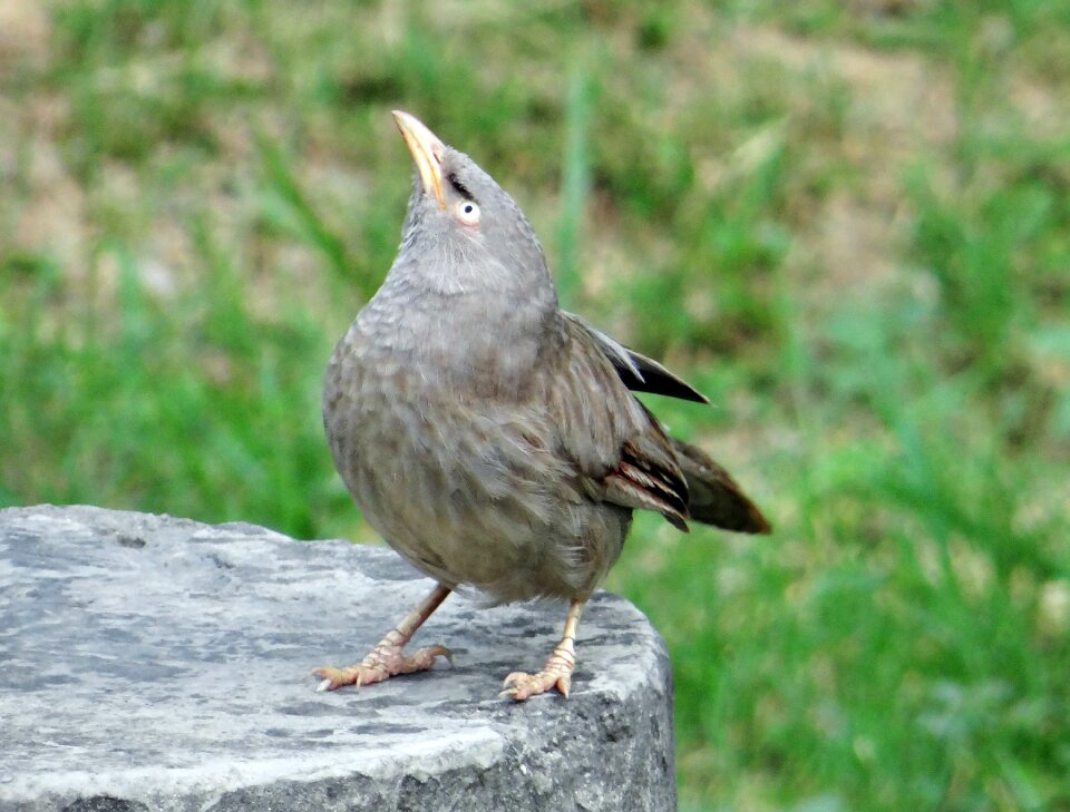 Babbler leiothrichidae india