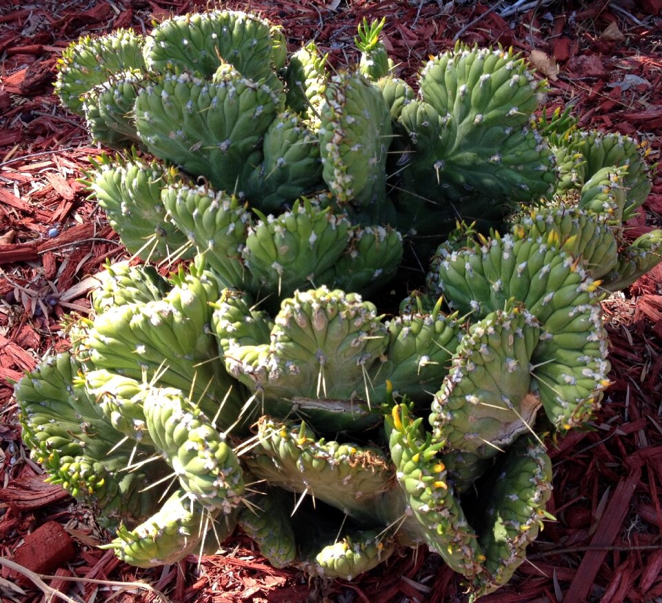 Desert spiked nature
