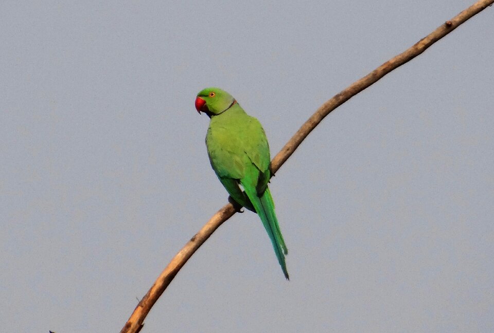 Male parrot bird photo