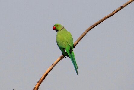 Male parrot bird