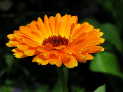 Flower orange yellow photo