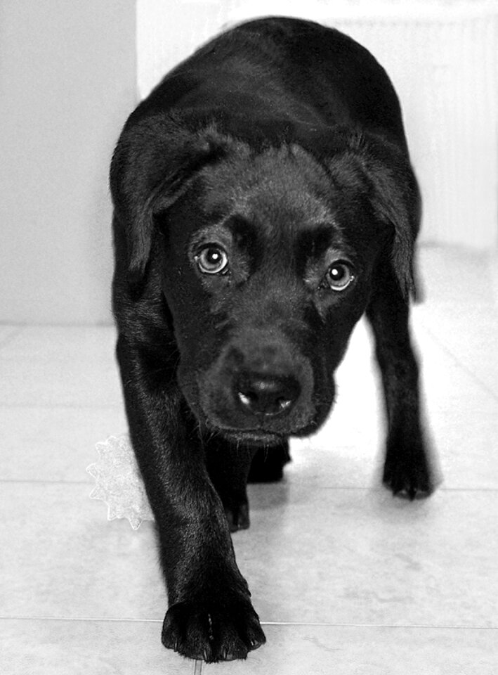 Dog animal black