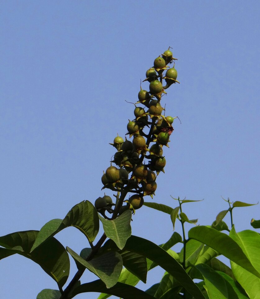 Jarul fruit india