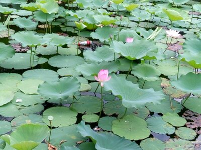 Lotus pond green