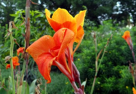 Flower plant india photo