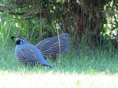 Pair nature
