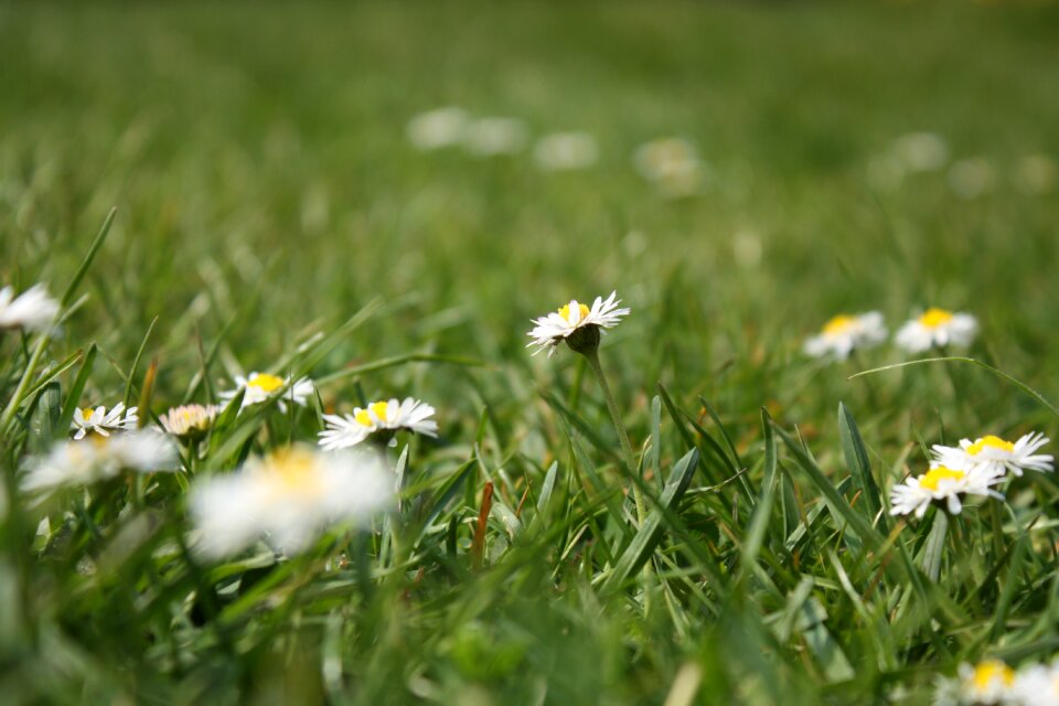 Meadow flowers nature