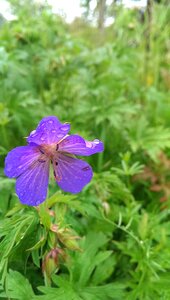 Wet purple blue photo