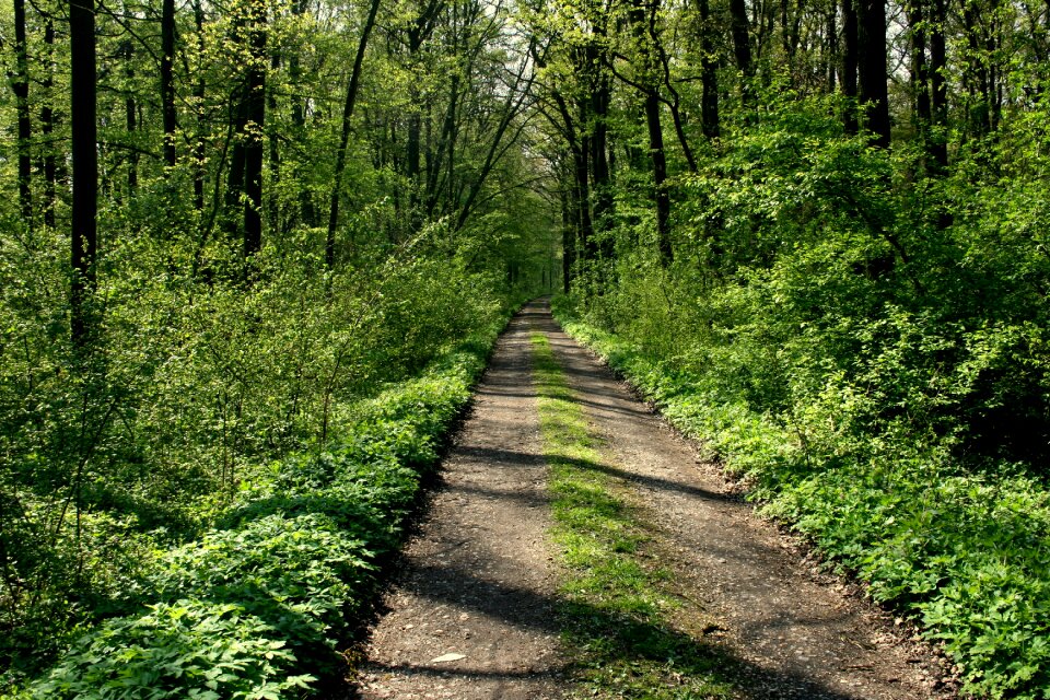 Path trees forest road