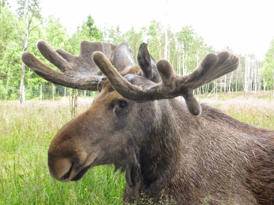 Sweden antler animal