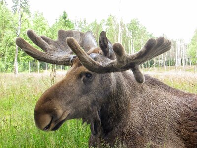 Sweden antler animal