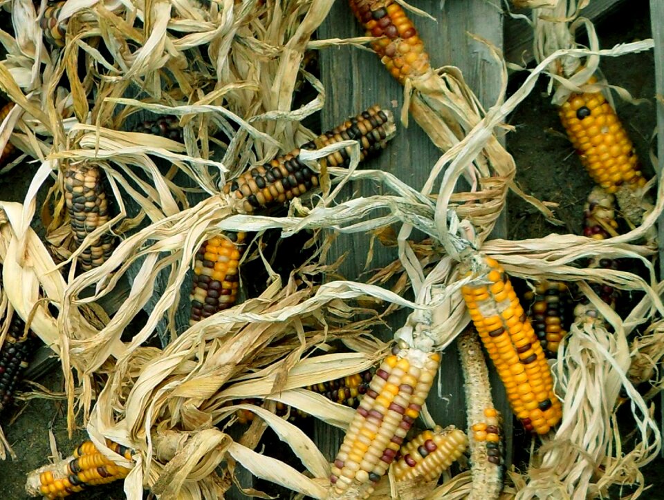 Autumn agricultural produce