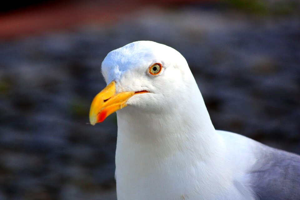 Bill animal feather