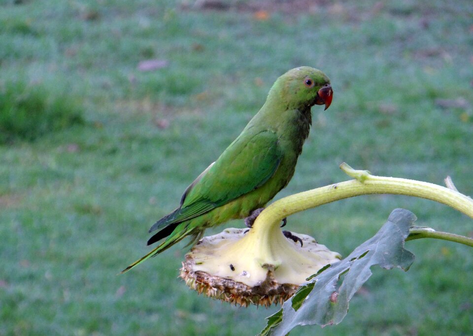 Parrot bird india photo