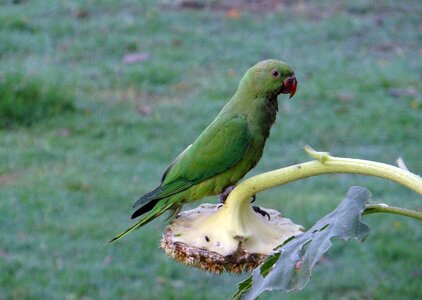 Parrot bird india