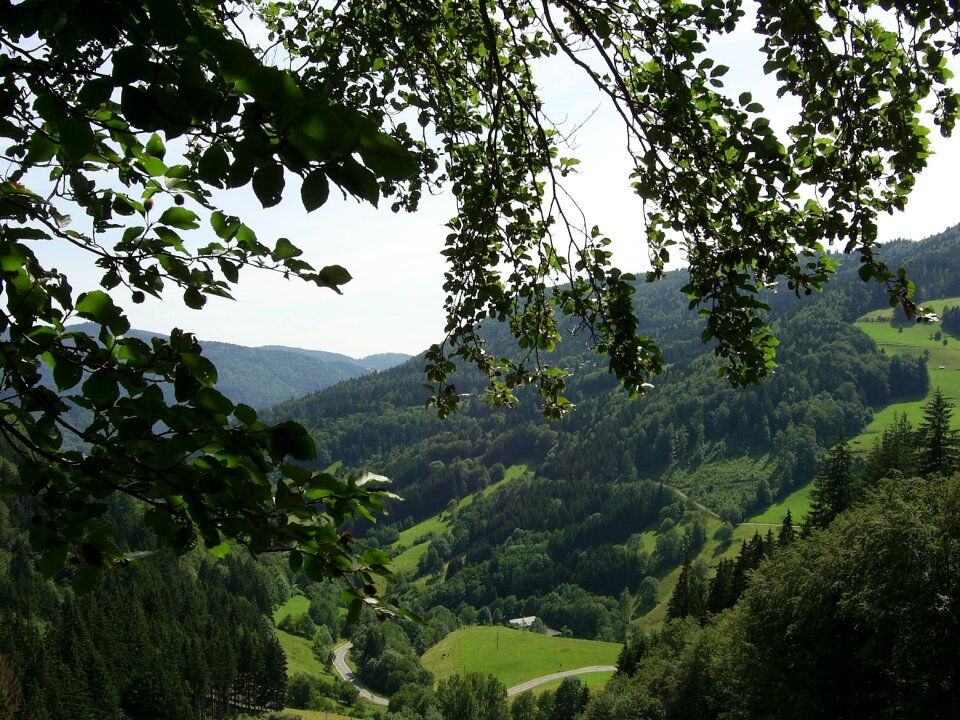 Valley landscape firs