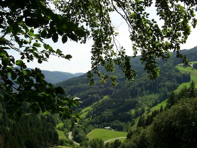 Valley landscape firs