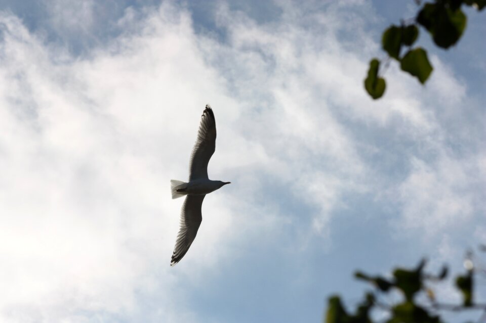 Flying nature animal