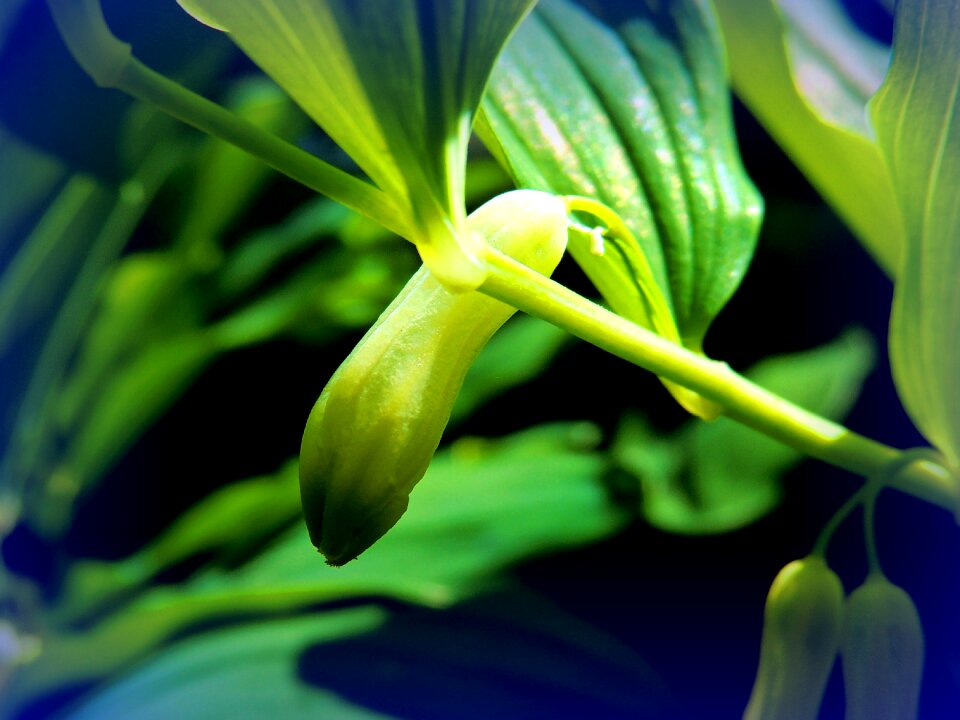 Life bud Free photos