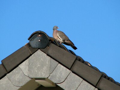 Bird sky blue photo