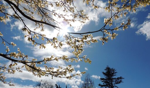 Vancouver white cloud spring