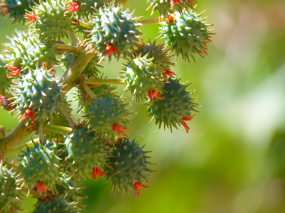 Bloom plant medicinal plant