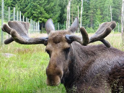 Sweden antler animal