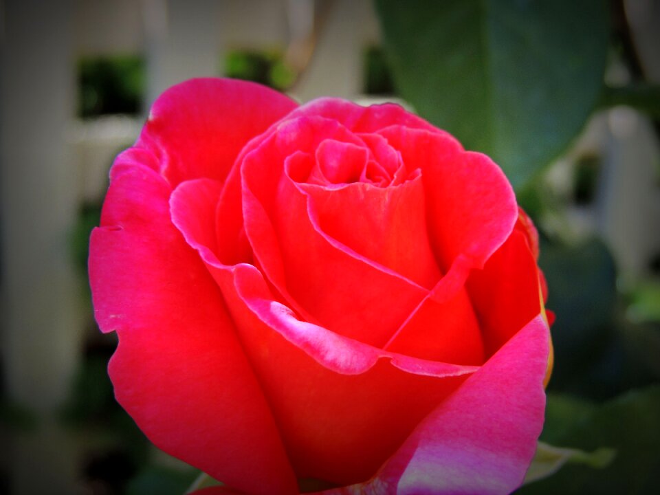 Chinese rose happy love