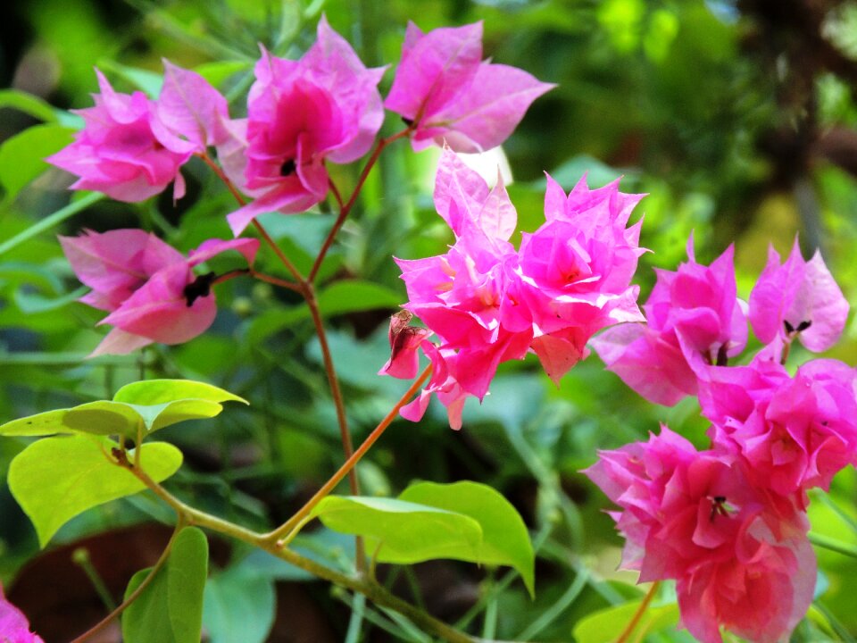 Plant beautiful nature