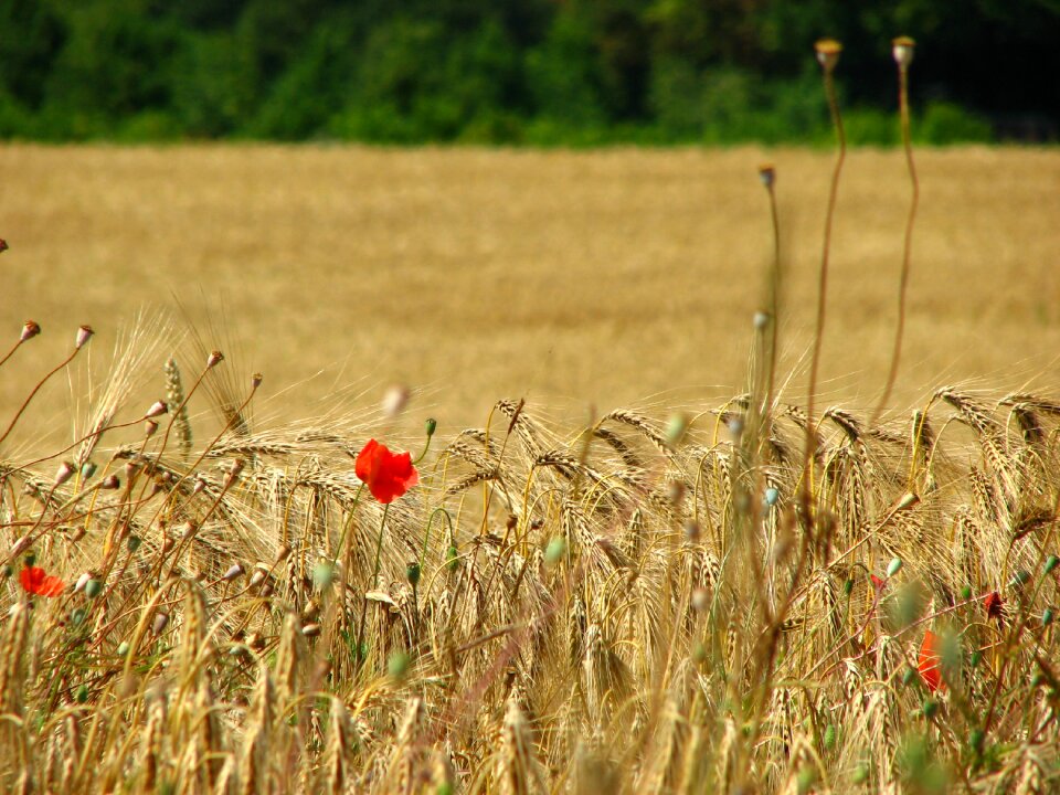 Cornfield poppy cereals