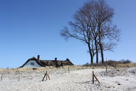 Reed coast baltic sea
